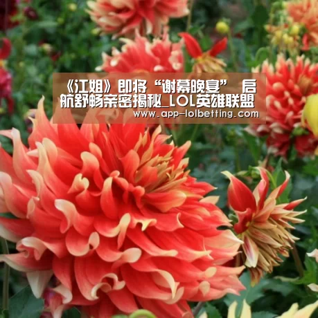 LOL英雄联盟投注 