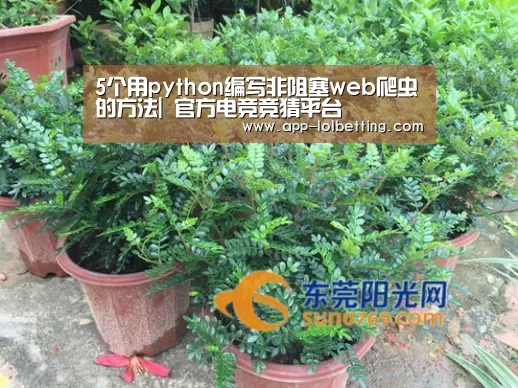 LOL英雄联盟投注 